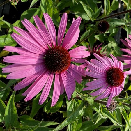 Echinacea purpurea 'Augustkönigin' P9 - afbeelding 2
