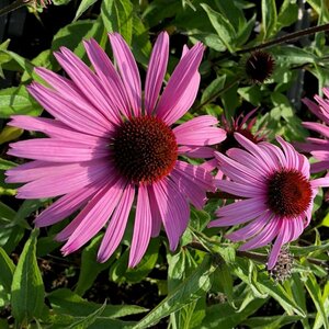 Echinacea purpurea 'Augustkönigin' P9 - afbeelding 2