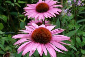 Echinacea purpurea 'Augustkönigin' P9 - afbeelding 3