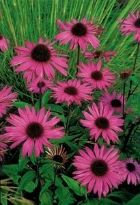 Echinacea purpurea 'Augustkönigin' P9 - afbeelding 4
