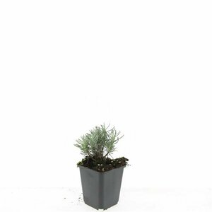 Lavandula angustifolia 'Dwarf Blue' P9 - afbeelding 2