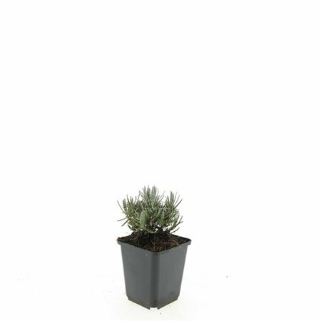 Lavandula angustifolia 'Dwarf Blue' P9 - afbeelding 4