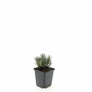 Lavandula angustifolia 'Dwarf Blue' P9 - afbeelding 4