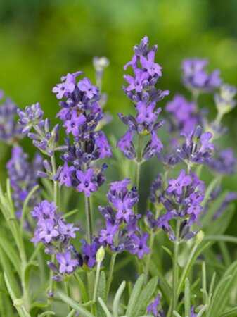 Lavandula angustifolia 'Dwarf Blue' P9 - afbeelding 6