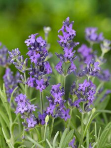 Lavandula angustifolia 'Dwarf Blue' P9 - afbeelding 6