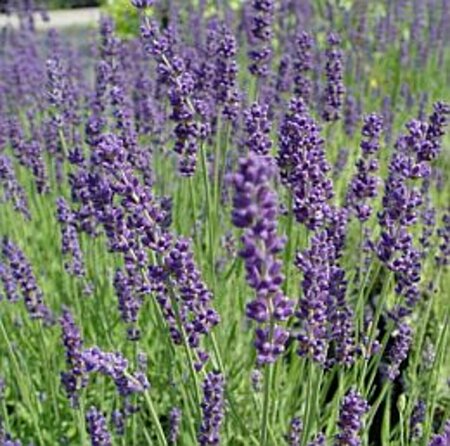 Lavandula angustifolia 'Dwarf Blue' P9 - afbeelding 7