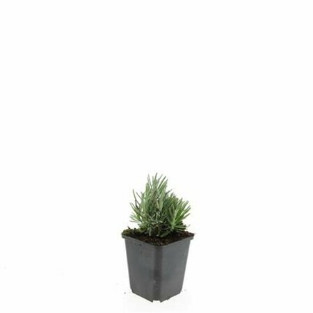 Lavandula angustifolia 'Dwarf Blue' P9 - afbeelding 5