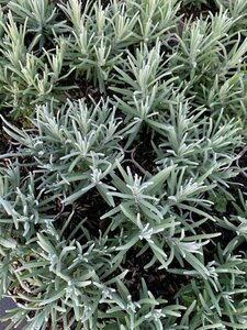 Lavandula angustifolia 'Dwarf Blue' P9 - afbeelding 1