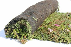 Sedummixmat Per 1,2 m2 - afbeelding 2