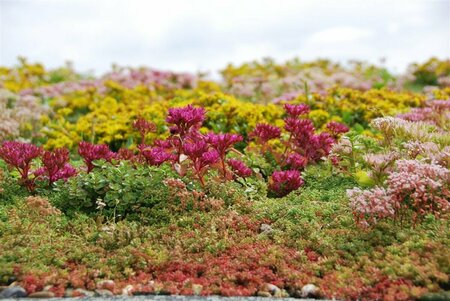 Sedummixmat Per 1,2 m2 - afbeelding 1