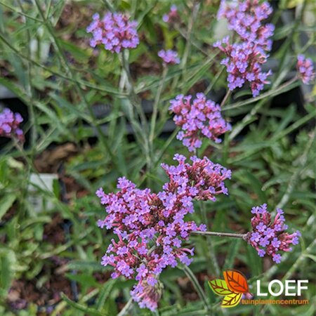 Verbena bonariensis 'Lollipop' C1.5 - afbeelding 1