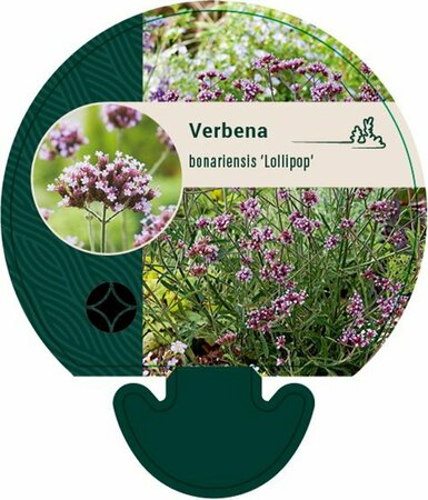 Verbena bonariensis 'Lollipop' C1.5 - afbeelding 6