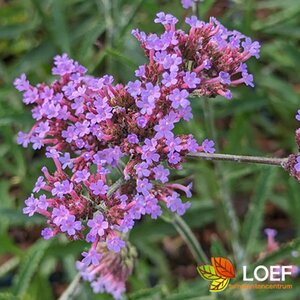 Verbena bonariensis 'Lollipop' C1.5 - afbeelding 10
