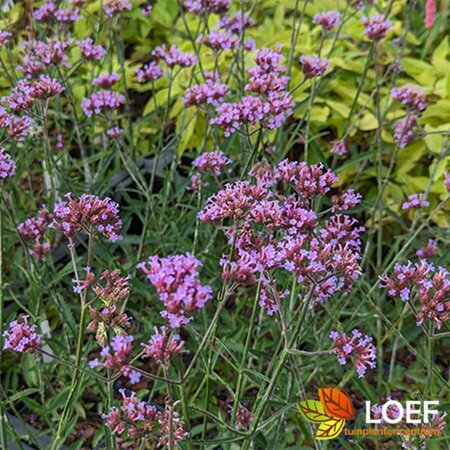 Verbena bonariensis 'Lollipop' C1.5 - afbeelding 9