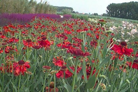 Helenium 'Moerheim Beauty' P9 - afbeelding 9