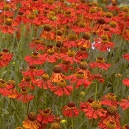 Helenium 'Moerheim Beauty' P9 - afbeelding 7