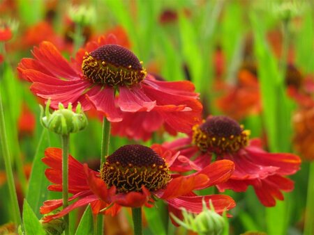 Helenium 'Moerheim Beauty' P9 - afbeelding 10