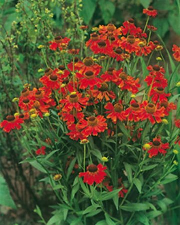 Helenium 'Moerheim Beauty' P9 - afbeelding 5