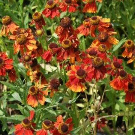 Helenium 'Moerheim Beauty' P9 - afbeelding 4