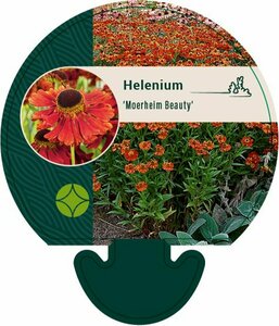 Helenium 'Moerheim Beauty' P9 - afbeelding 3