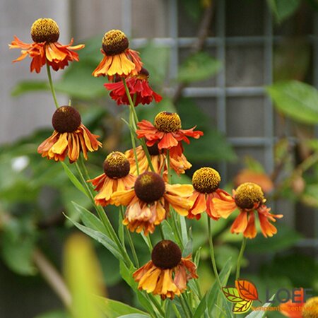 Helenium 'Moerheim Beauty' P9 - afbeelding 8