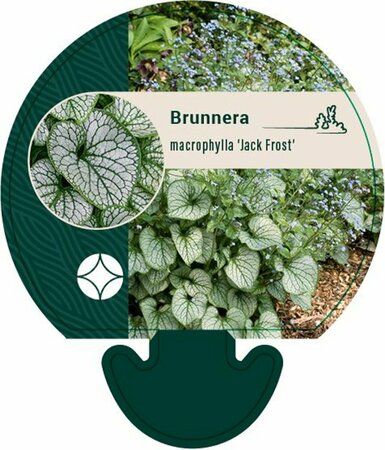 Brunnera macrophylla 'Jack Frost' P9 - afbeelding 3