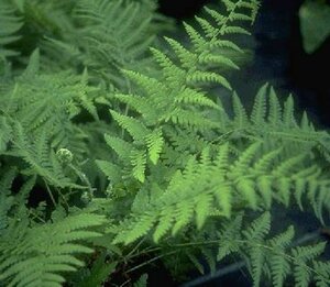 Dryopteris filix-mas P9 - afbeelding 12