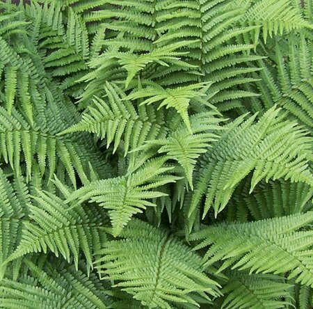 Dryopteris filix-mas P9 - afbeelding 13