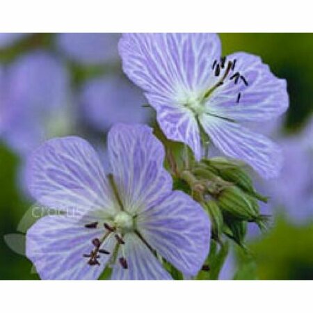 Geranium pratense 'Mrs Kendall Clark' P9 - afbeelding 2