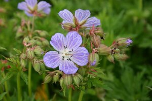 Geranium pratense 'Mrs Kendall Clark' P9 - afbeelding 4