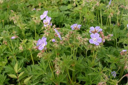 Geranium pratense 'Mrs Kendall Clark' P9 - afbeelding 5