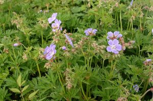Geranium pratense 'Mrs Kendall Clark' P9 - afbeelding 5