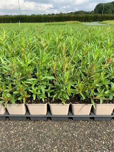 Lythrum salicaria P9 - afbeelding 6