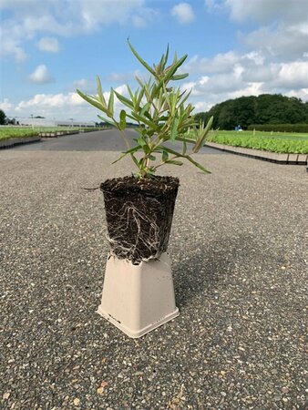 Lythrum salicaria P9 - afbeelding 7