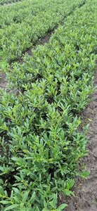 Prunus laurocerasus 'Otto Luyken' 50/60 KL. - afbeelding 7