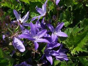Campanula poscharskyana P9 - afbeelding 2