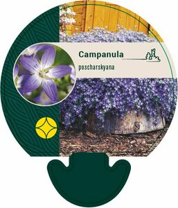 Campanula poscharskyana P9 - afbeelding 5