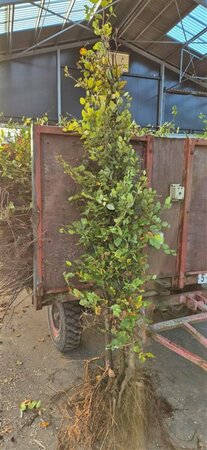 Fagus sylvatica 100/125 W. - afbeelding 4