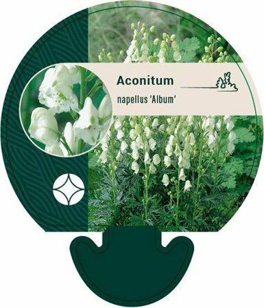 Aconitum napellus 'Album' P9 - afbeelding 1