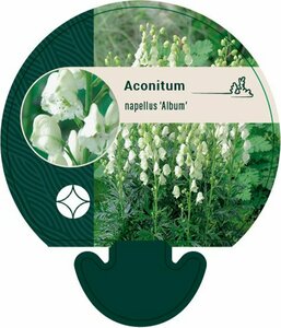Aconitum napellus 'Album' P9 - afbeelding 1
