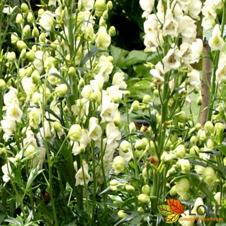 Aconitum napellus 'Album' P9 - afbeelding 3