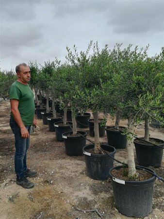 Olea europaea 100/125 C. - afbeelding 5