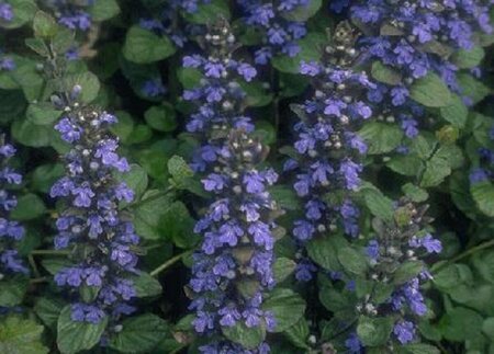 Ajuga reptans P9 - afbeelding 7