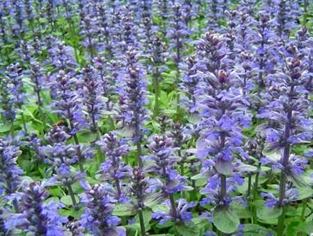 Ajuga reptans P9 - afbeelding 5