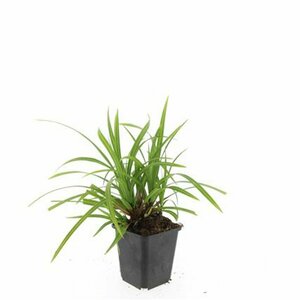 Carex morrowii 'Irish Green' P9 - afbeelding 7