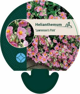 Helianthemum 'Lawrenson's Pink' P9 - afbeelding 2