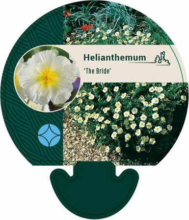 Helianthemum 'The Bride' P9 - afbeelding 4