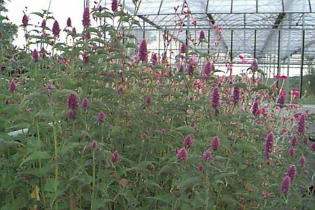 Agastache foeniculum P9 - afbeelding 3