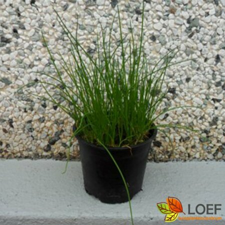 Allium schoenoprasum C1.5 - afbeelding 1