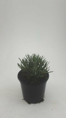 Lavandula angustifolia 'Hidcote' C5 - afbeelding 5